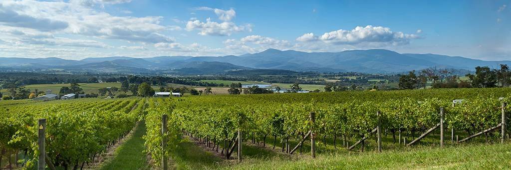 Les vins de la vallée de la Yarra