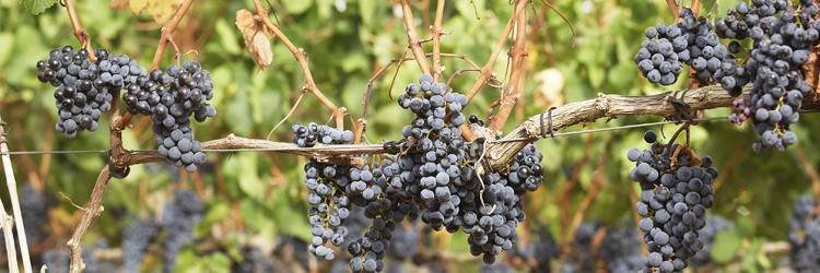 Visite des bodegas dans la région de Santa Cruz