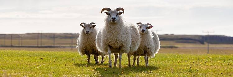 Visite de la ferme d'Erpsstaðir