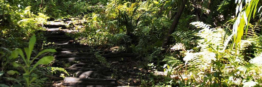 Visite de la forêt de Joziani