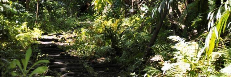 Visite de la forêt de Joziani - Archipel de Zanzibar