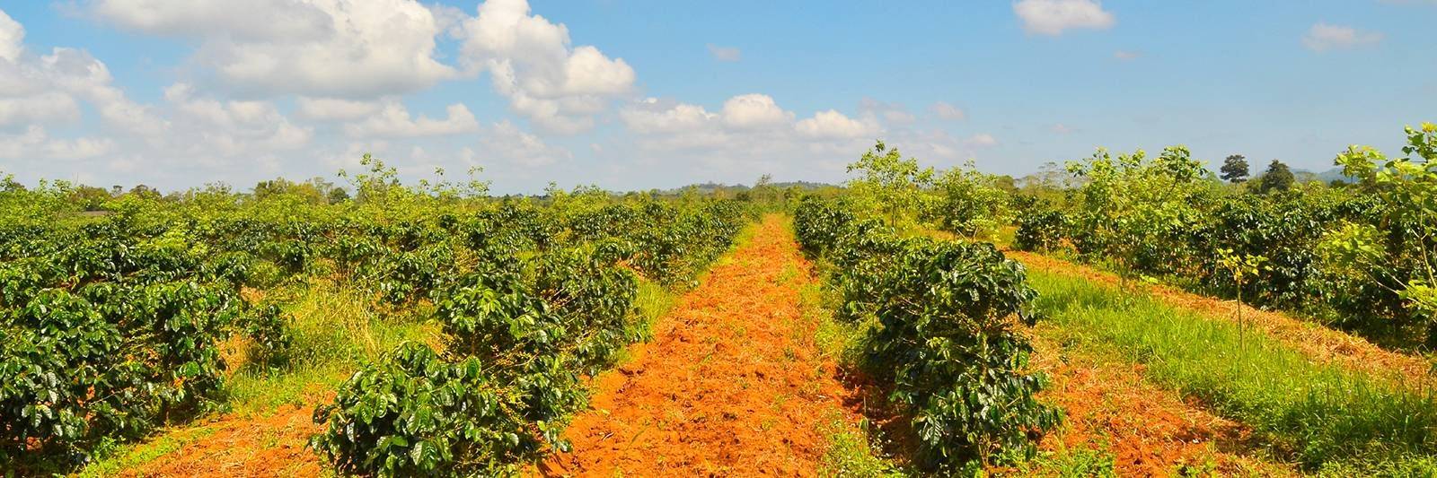 Visite des plantations de café