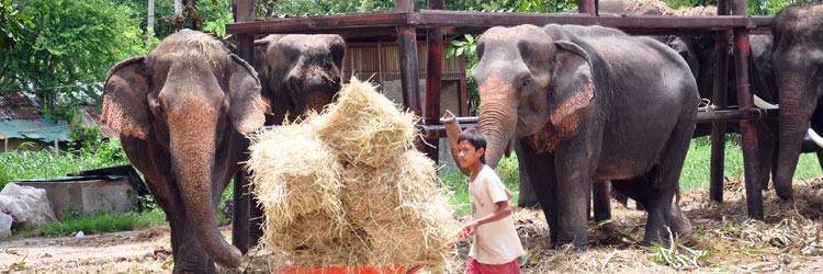 Visite d'un camp d'éléphants