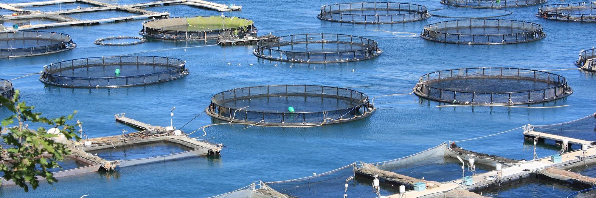 Visite d'une ferme et d'un centre de culture piscicole