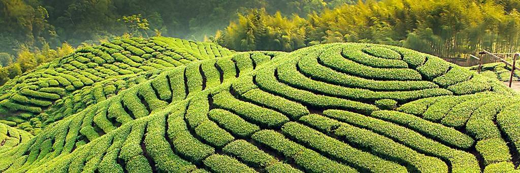 Visite d'une plantation de thé sur Taiwan