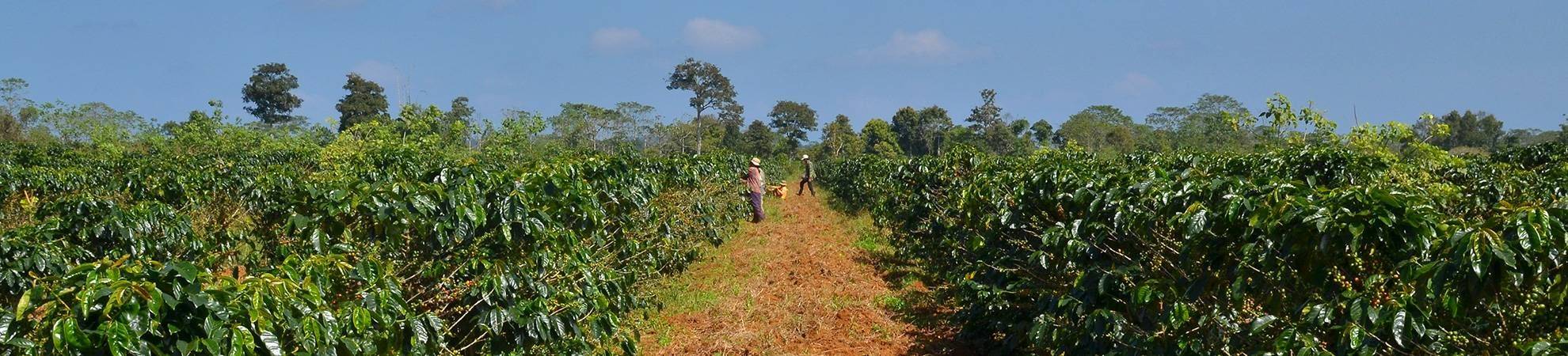 Visite d'une plantation de café au Laos