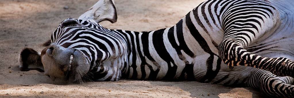 Zoo à Los Angeles