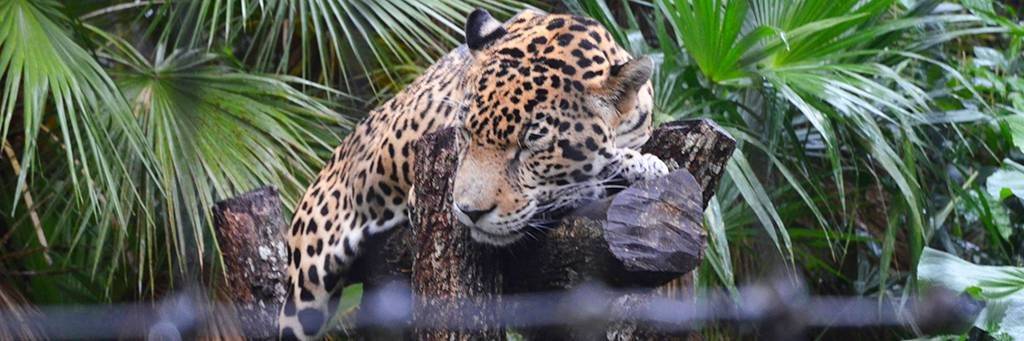 Zoo de Belize