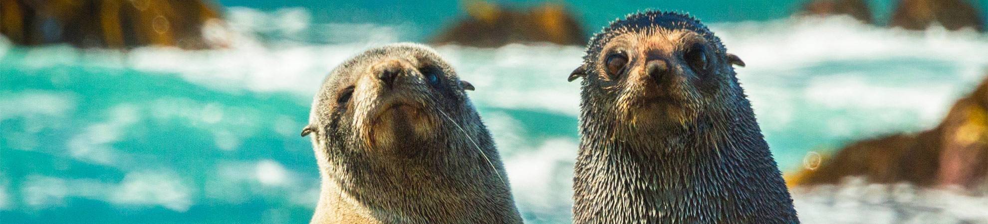 A la rencontre des cétacés à Kaikoura