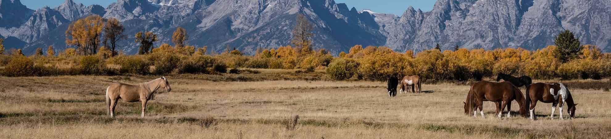 Balade à Cheval dans le Grand Teton National Park