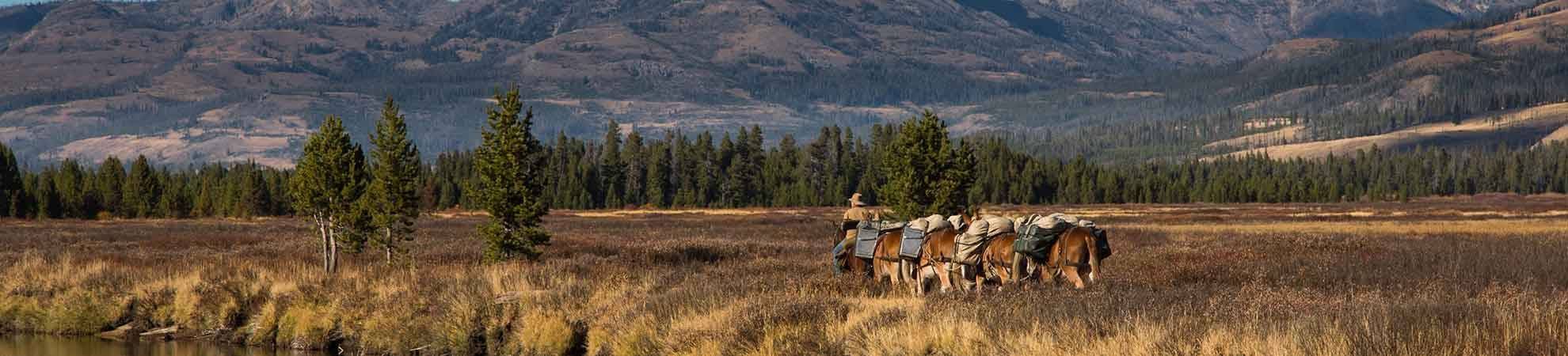 Balade à cheval dans Yellowstone