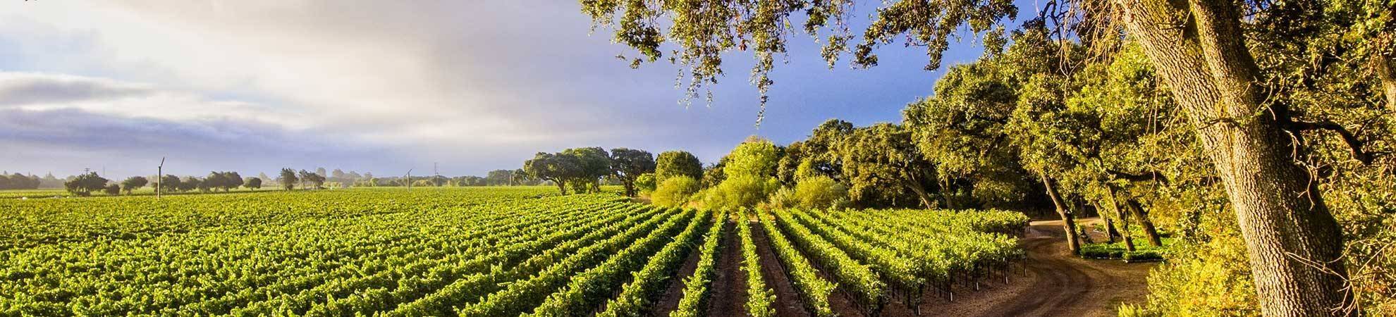 Location de vélo à Sonoma