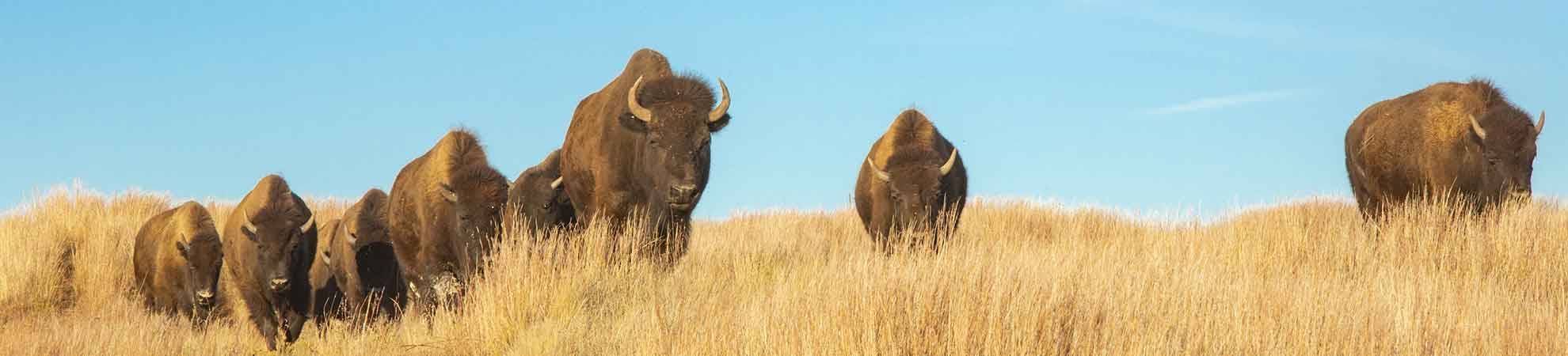 Safari en Jeep à Custer