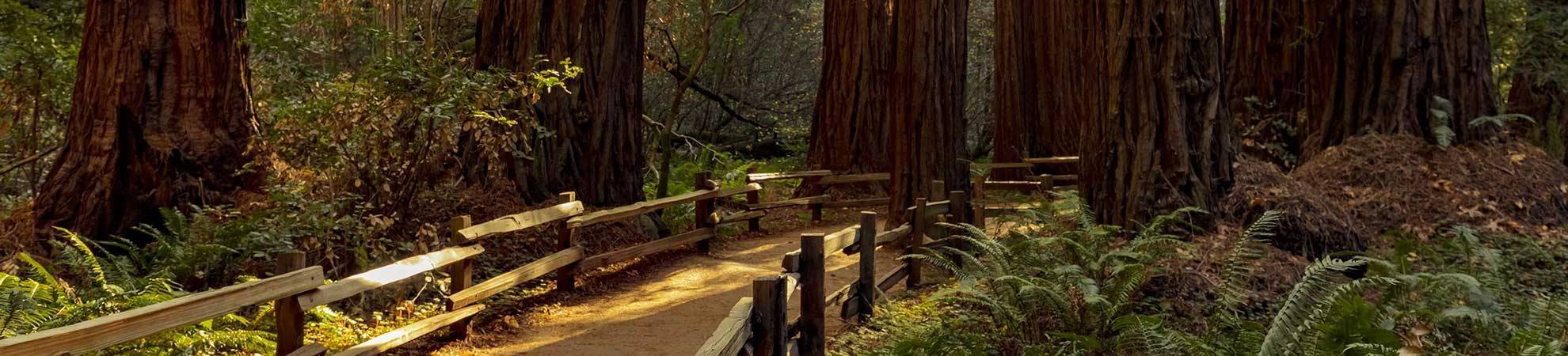 Visite de la Redwood Route en railbike