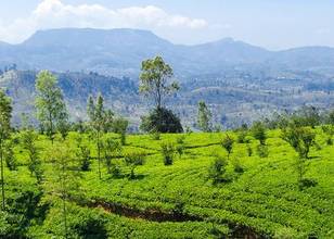 Nuwara Eliya