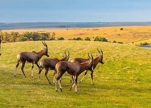 Karongwe Private Game Reserve