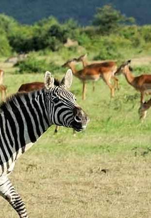 Arusha