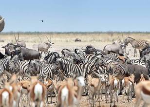 Etosha National Park