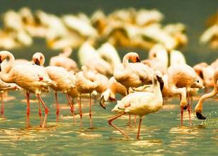 Lake Nakuru National Park