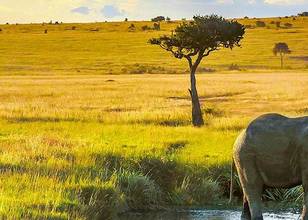 Masai Mara Kenya National Reserve