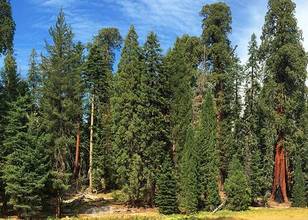 Parc National de Sequoia