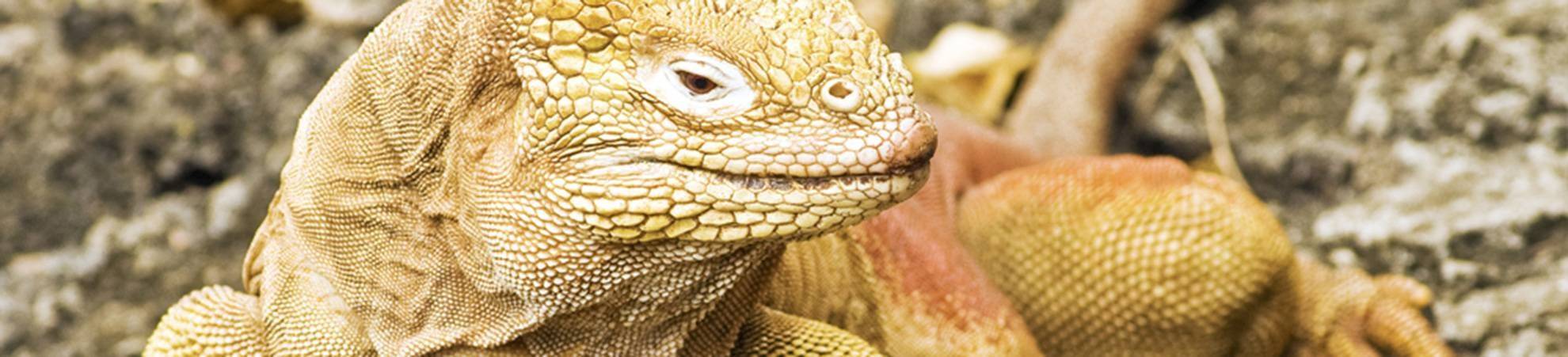 Santiago (Galapagos)