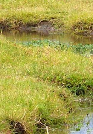 Lac Eyasi