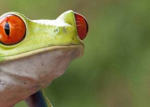Corcovado (Parc National)