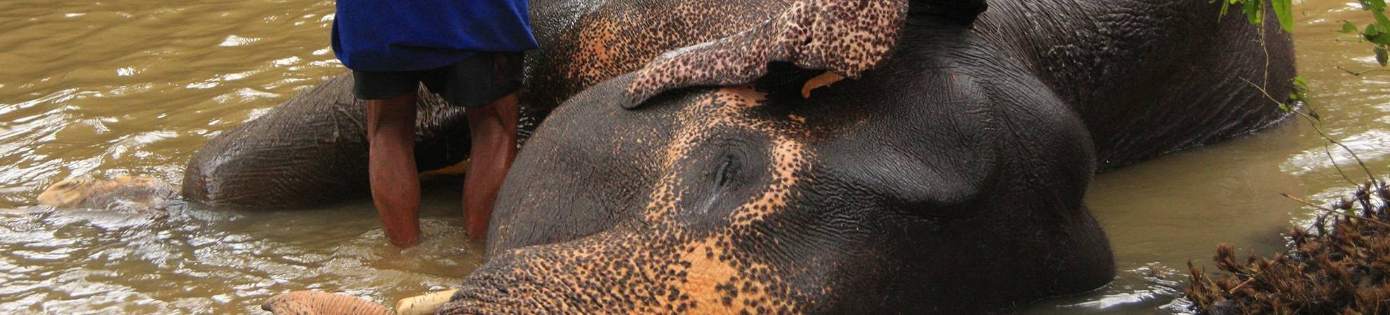 Balade à dos d'éléphant