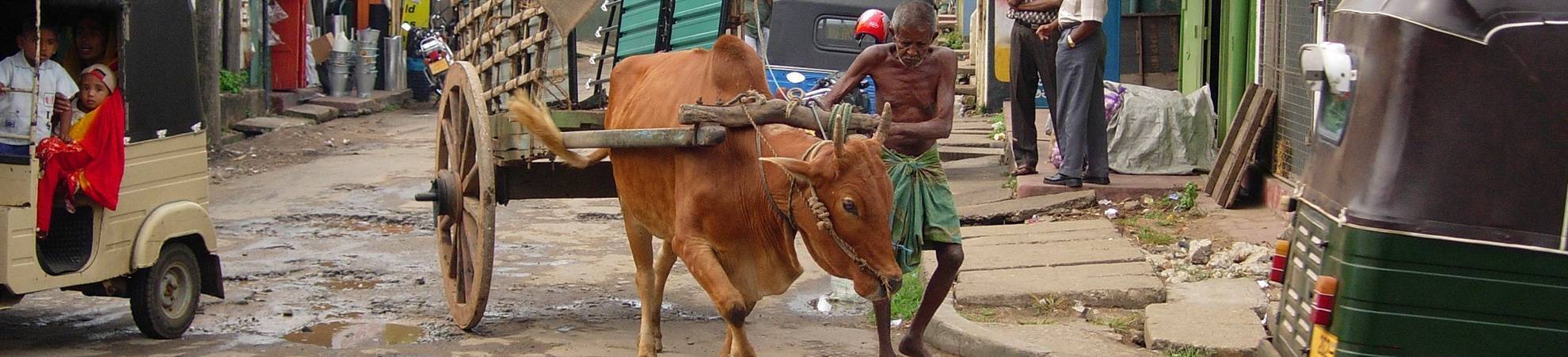 Balade en char à bœufs