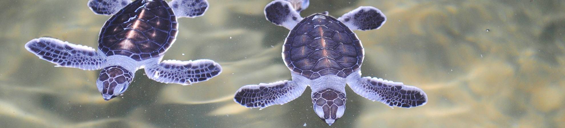 Elevage de tortues à Kosgoda