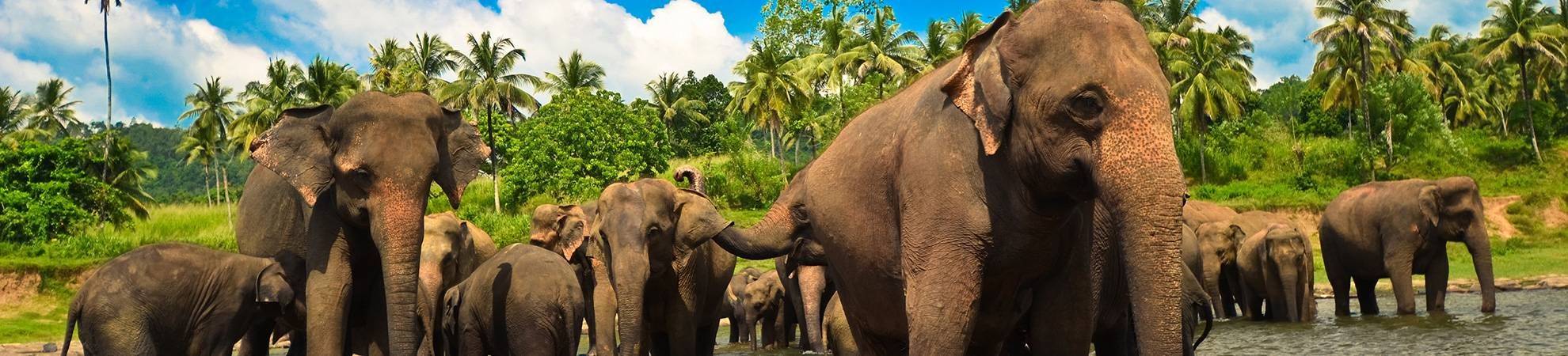 Visite de l'orphelinat des éléphants