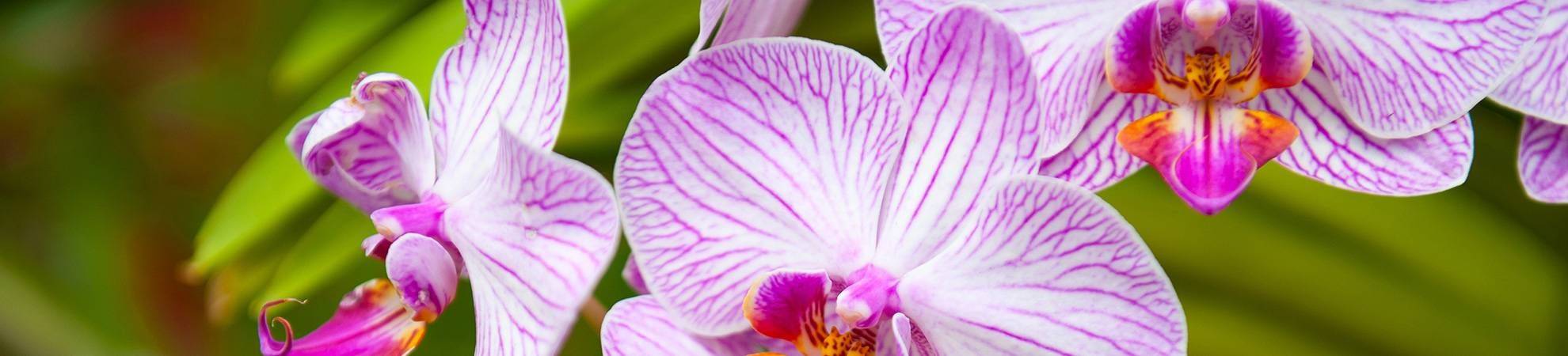 Visite du jardin botanique