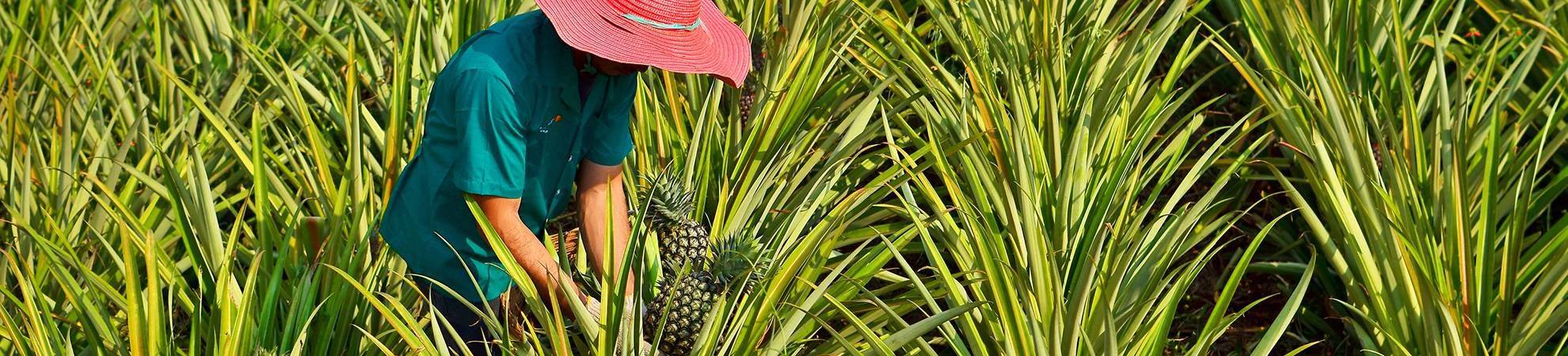 Visite d'une plantation d'ananas + dégustation