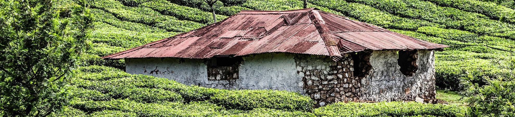 Visite d'une plantation de thé et de son usine + dégustation - Nuwara Eliya
