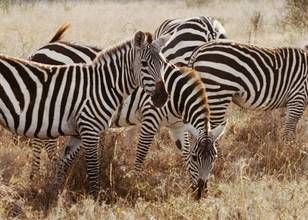 Kruger (Parc National)