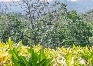 Santiago de Los Caballeros