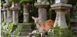 Nara et Uji : thé vert, daims sacrés et grand bouddhas