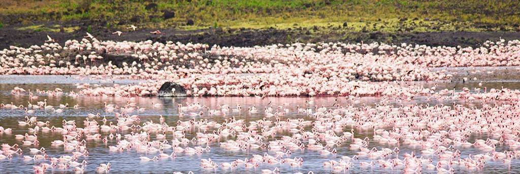 Canoé aux lacs Momella- Parc d'Arusha