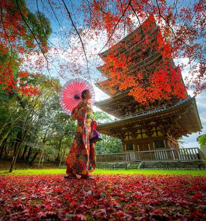 Des cerisiers aux érables, le japon au fil des saisons
