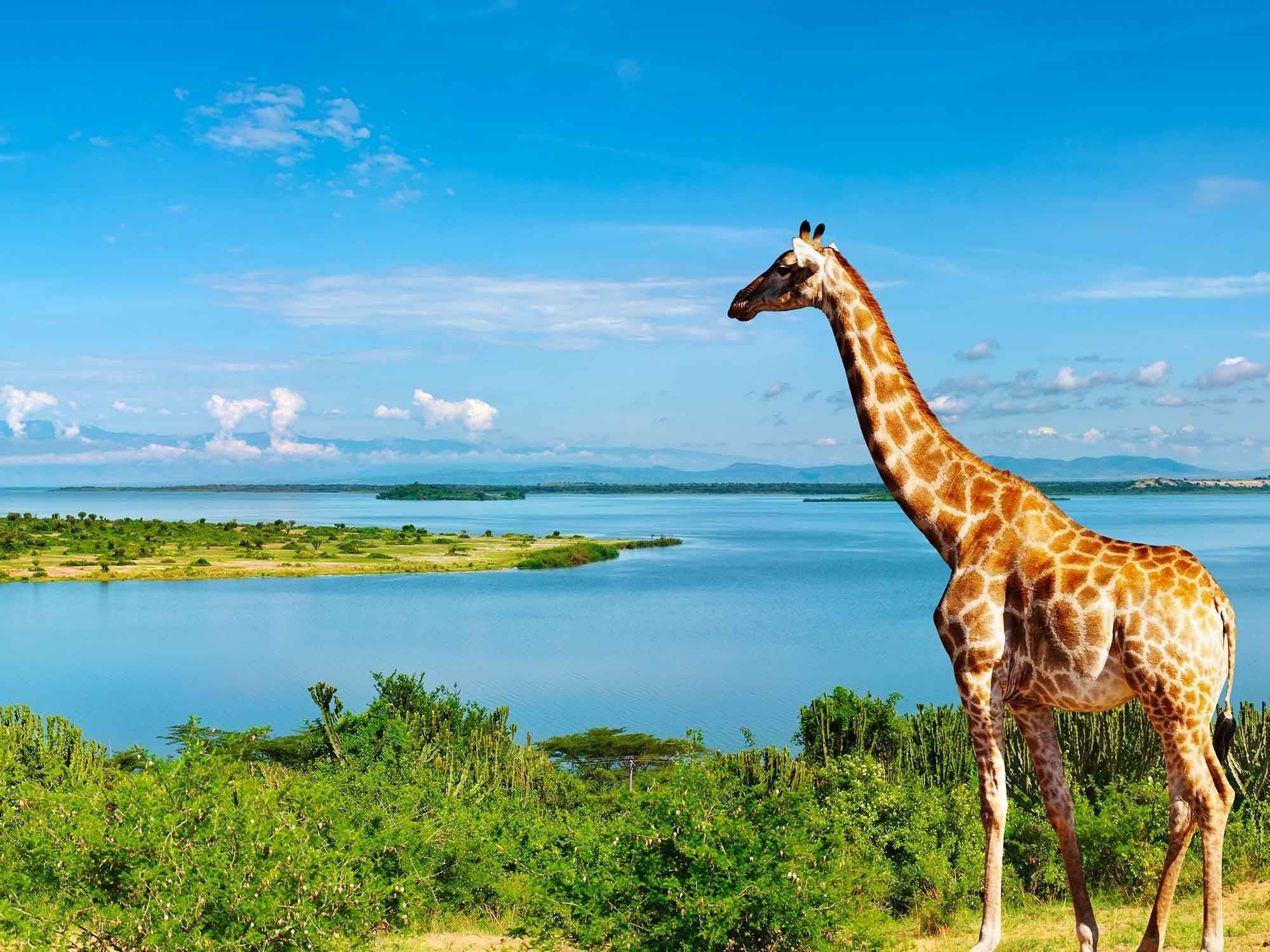 Ouganda, perle de l'Afrique