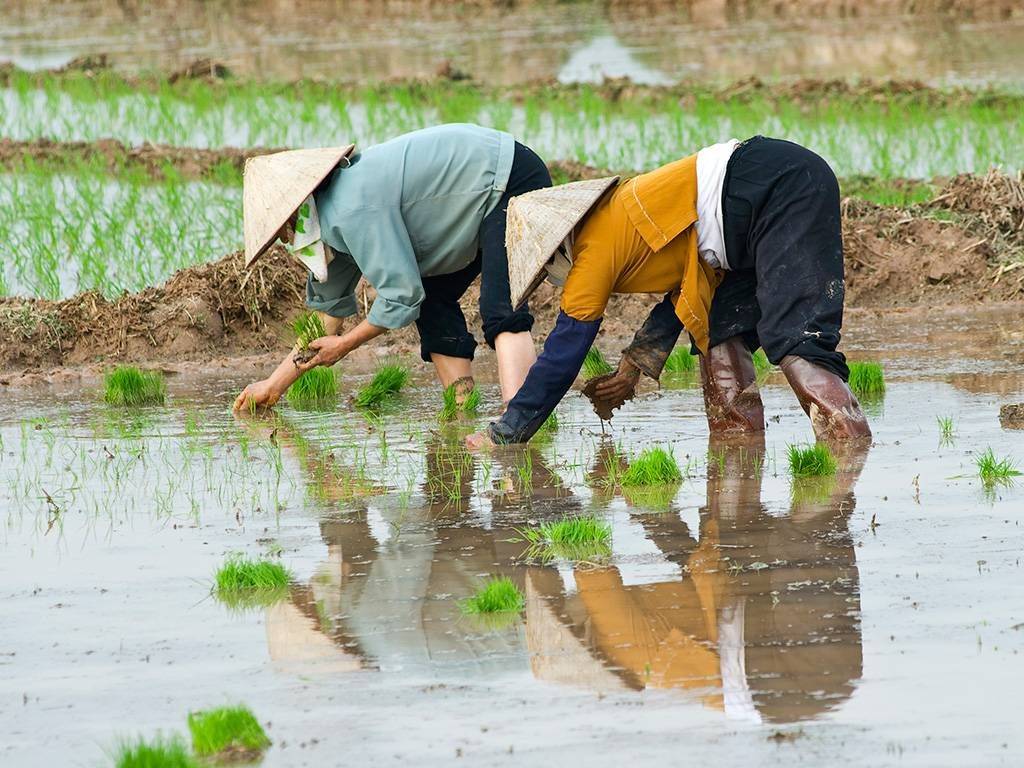 Rizières et île d'émeraude au Vietnam