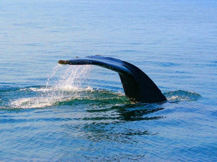 Le royaume animal de Gaspésie