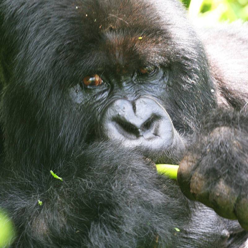 Rwanda-Ouganda, en territoire pygmée