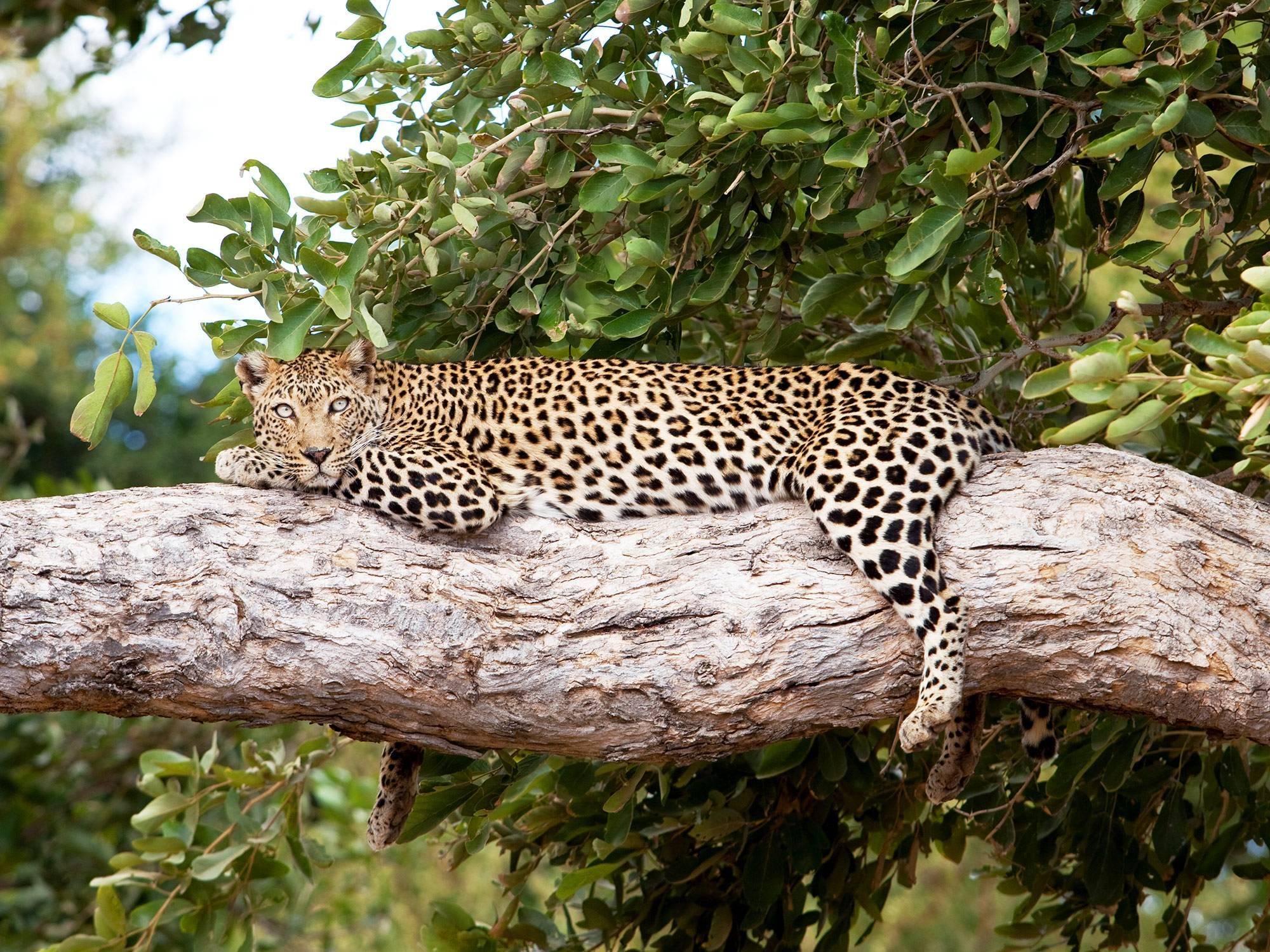 Safari au Parc Kruger