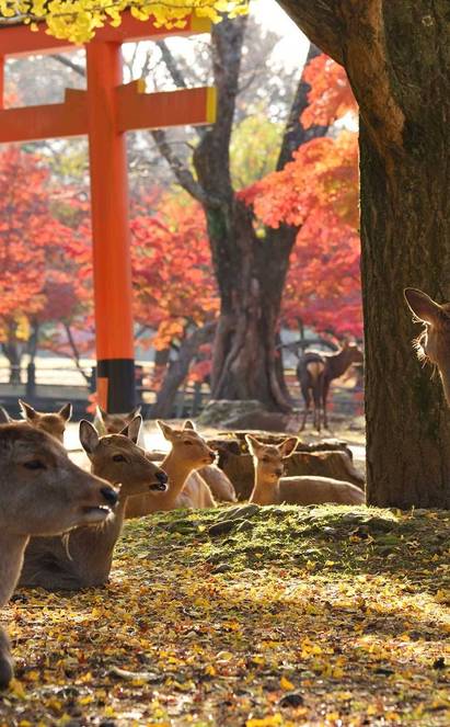 Kyoto ou Nara : à vous de choisir