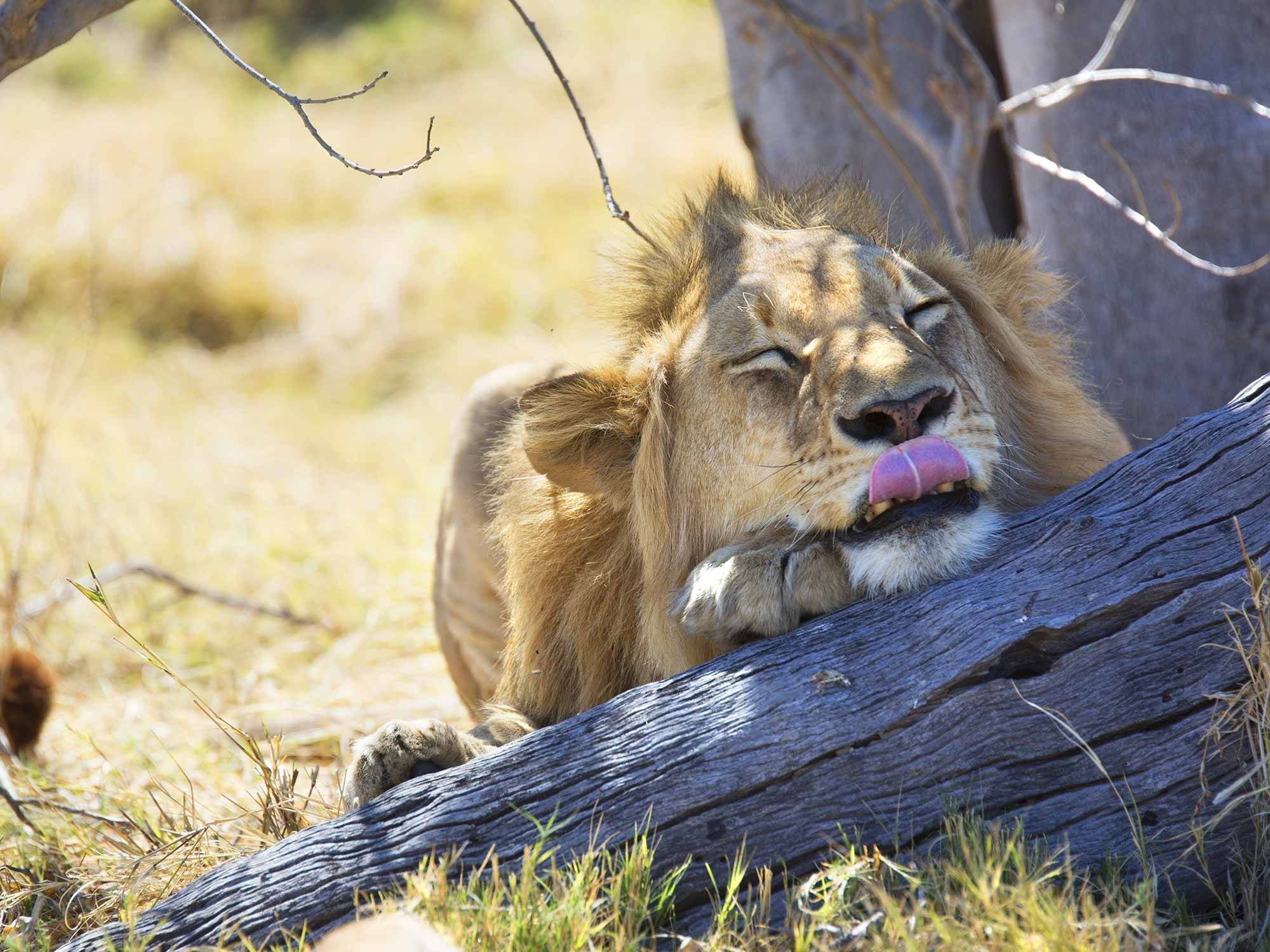 Survol des paysages du Sud Tanzanien et premier safari