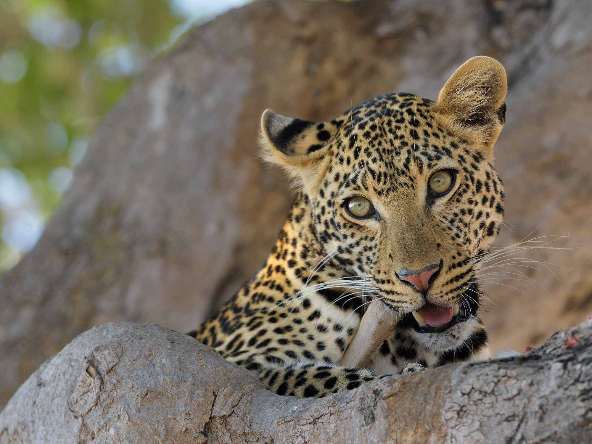 Safaris à Ruaha National Park